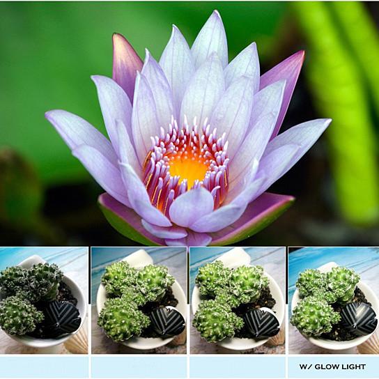 15x macro lens close-up of a lotus flower and succulents