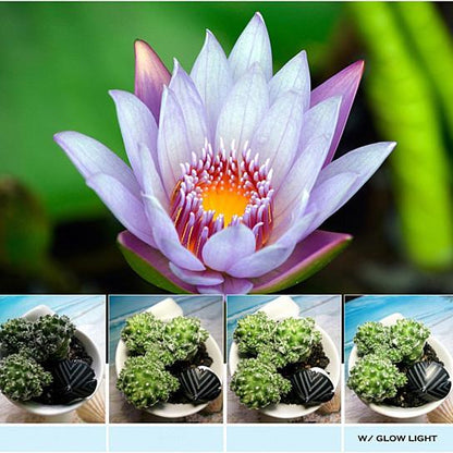15x macro lens close-up of a lotus flower and succulents