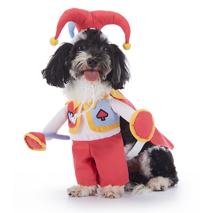 Dog wearing a red clown jester Halloween costume with bell hat