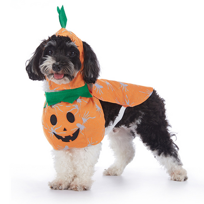 Dog wearing an orange jack-o-lantern pumpkin Halloween costume cape